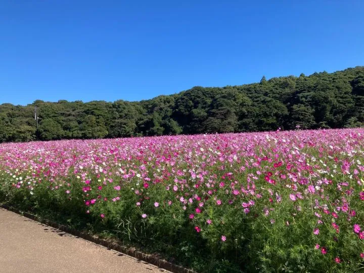 綺麗なコスモス畑を発見！！