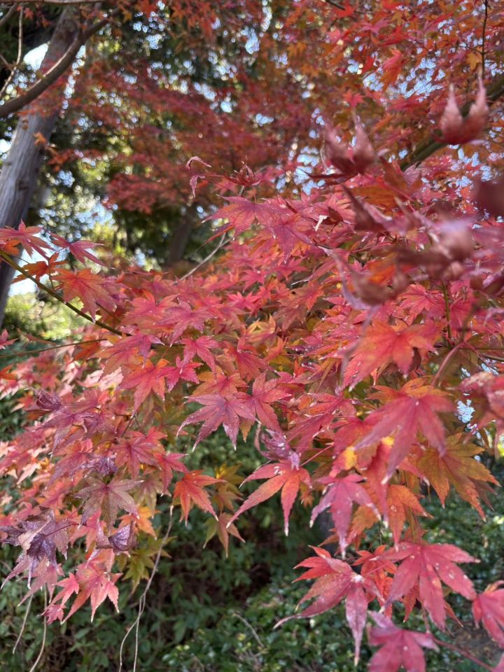 北九州　吉祥寺公園