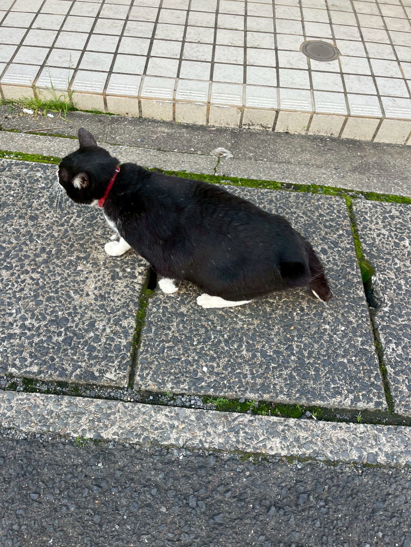 出勤中に癒しの猫と遭遇！！