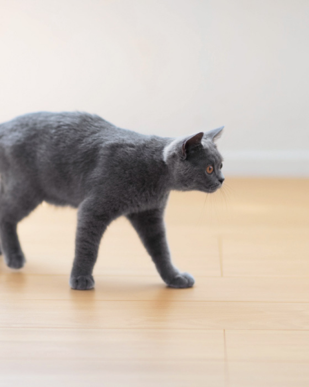 わんちゃんも、ねこちゃんも、もっと快適に！
