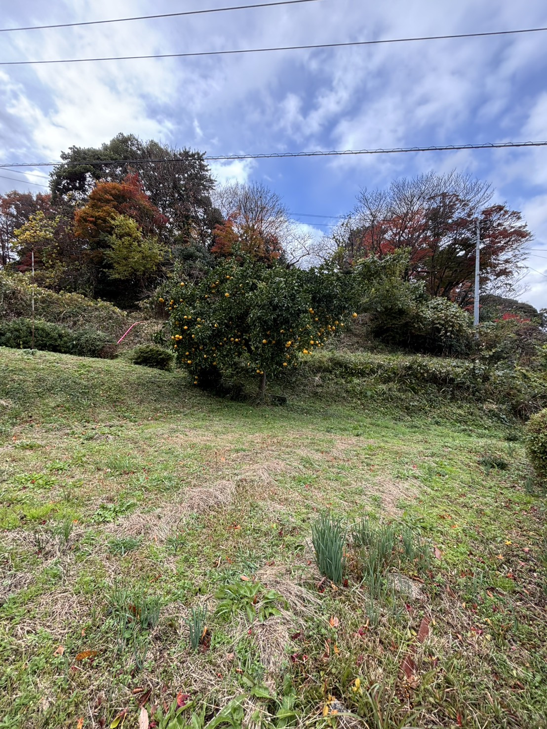 果樹が実り収穫が楽しみになります。