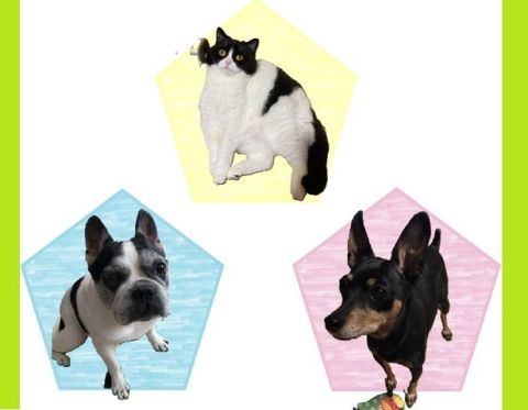 お引越しを機に新しい家族を迎え入れるのもすてきですね【ペット飼育可】